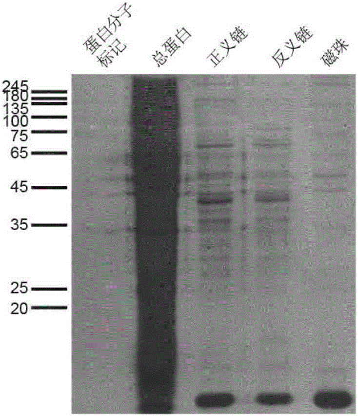 Kit for simply and conveniently detecting RNA and protein interaction and usage method thereof