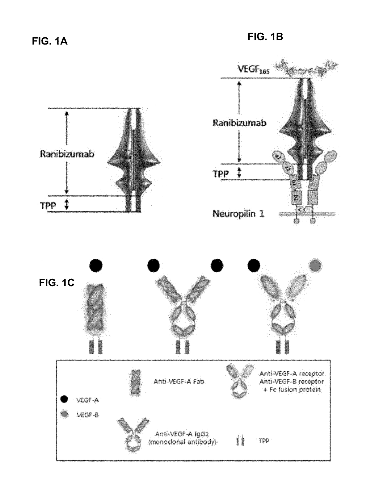 Pharmaceutical composition for preventing and treating eye diseases, containing, as active ingredient, fusion protein in which tissue-penetrating peptide and Anti-vascular endothelial growth factor preparation are fused