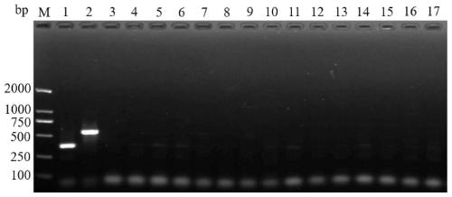 One-step dual-specificity SS-COI primer combination of frankliniella occidentalis race and applications thereof