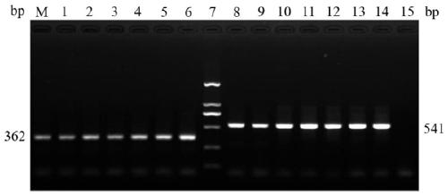 One-step dual-specificity SS-COI primer combination of frankliniella occidentalis race and applications thereof