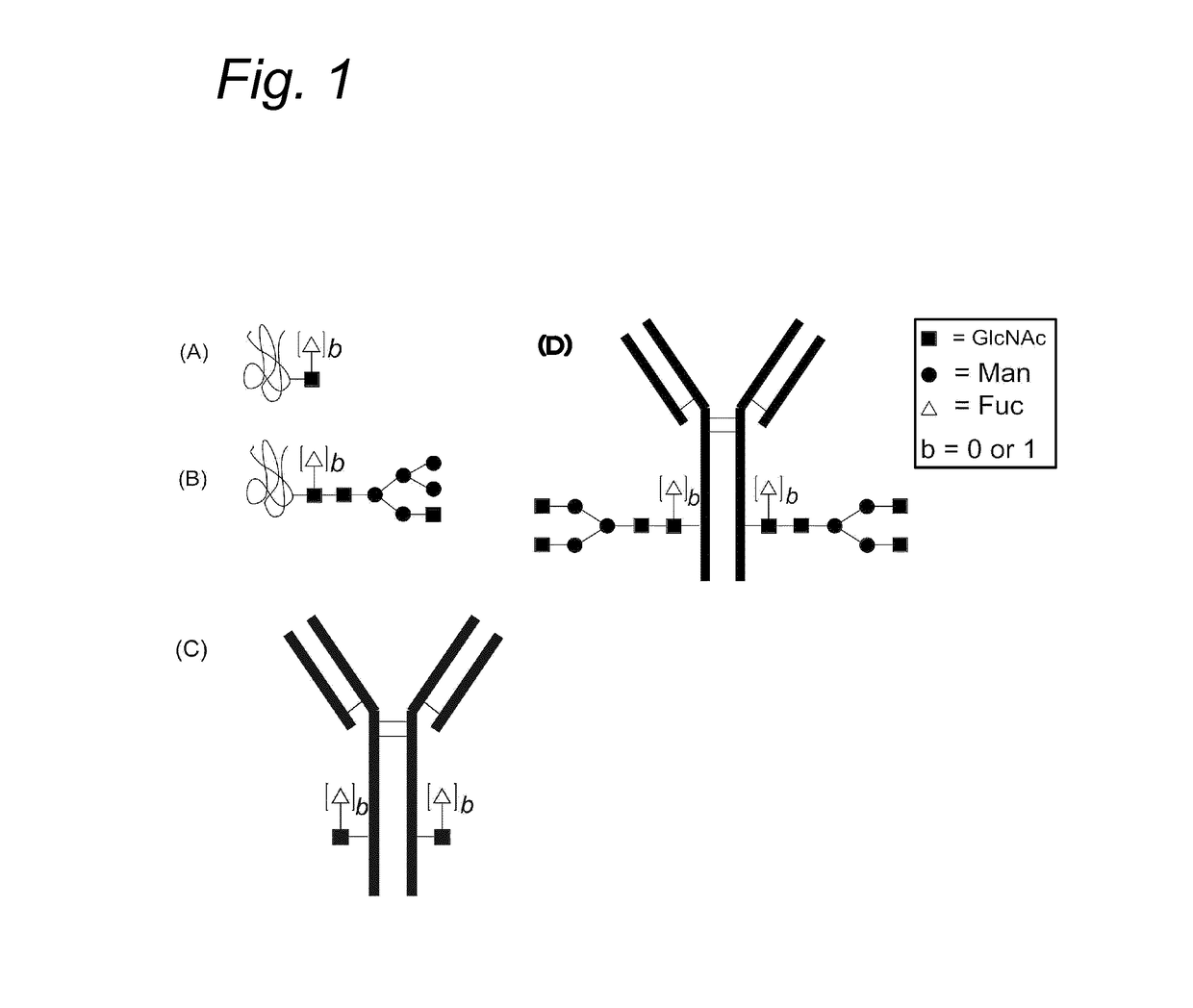 Process for the modification of a glycoprotein using a glycosyltransferase that is or is derived from A β(1,4)-N-acetylgalactosaminyltransferase