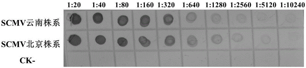 Hybrid tumor cell strain capable of secreting sugarcane-mosaic-virus-resistant monoclonal antibody and application of monoclonal antibody of hybrid tumor cell strain