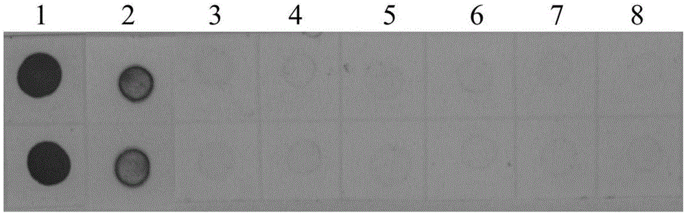 Hybrid tumor cell strain capable of secreting sugarcane-mosaic-virus-resistant monoclonal antibody and application of monoclonal antibody of hybrid tumor cell strain