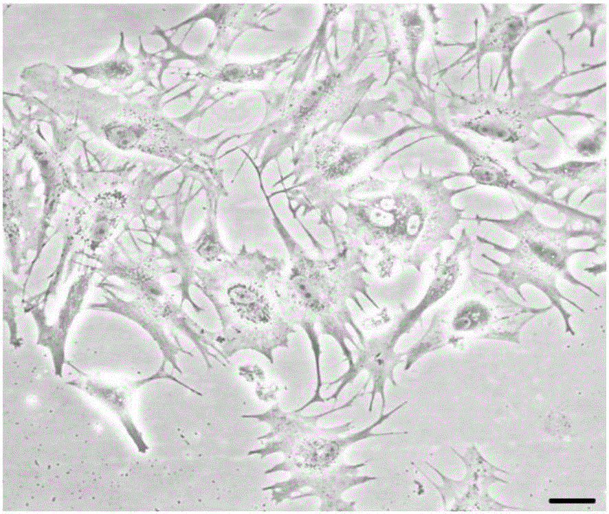 Naked mole rat astroglia cell culture method