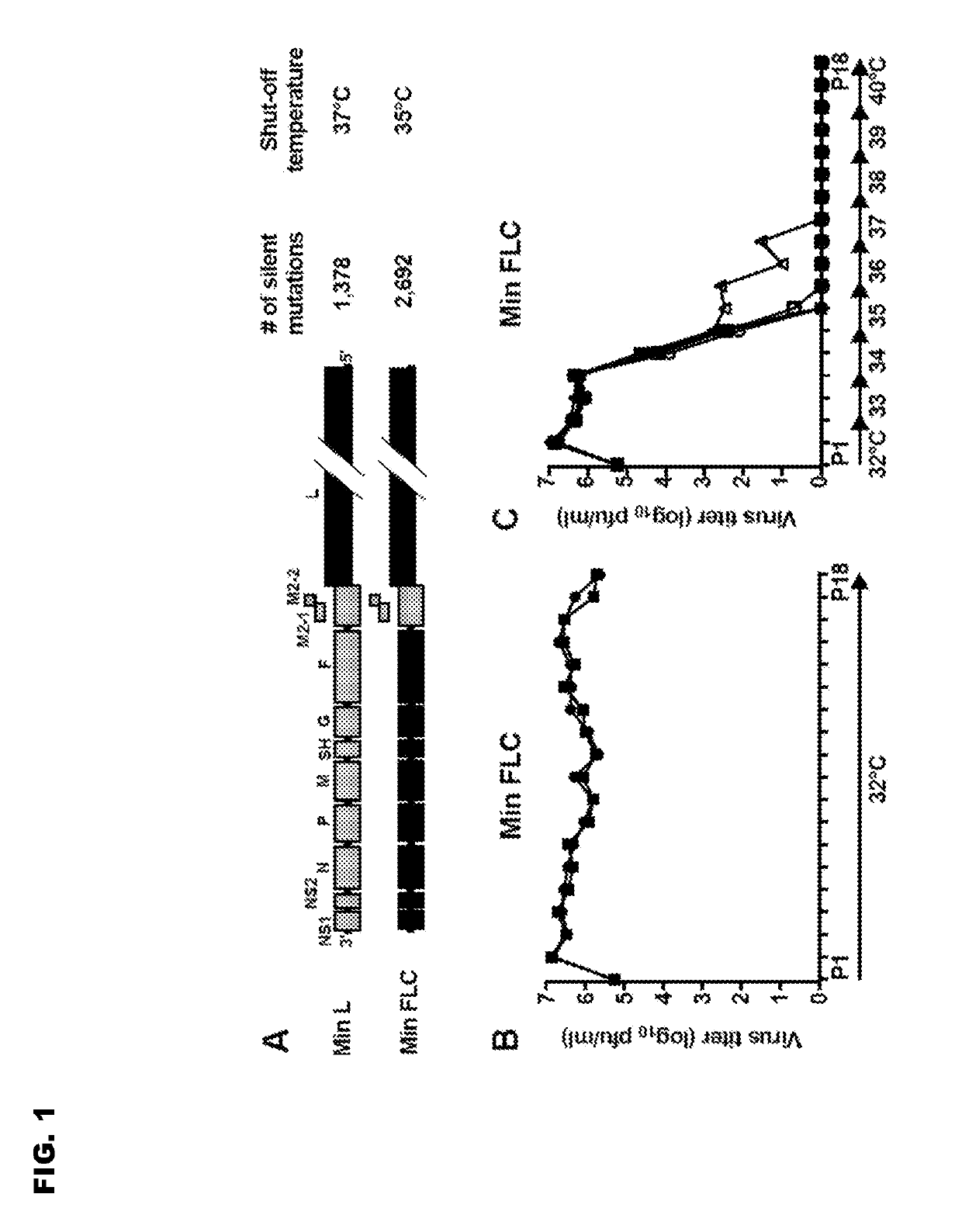 Vaccine candidates for human respiratory syncytial virus (RSV) having attenuated phenotypes