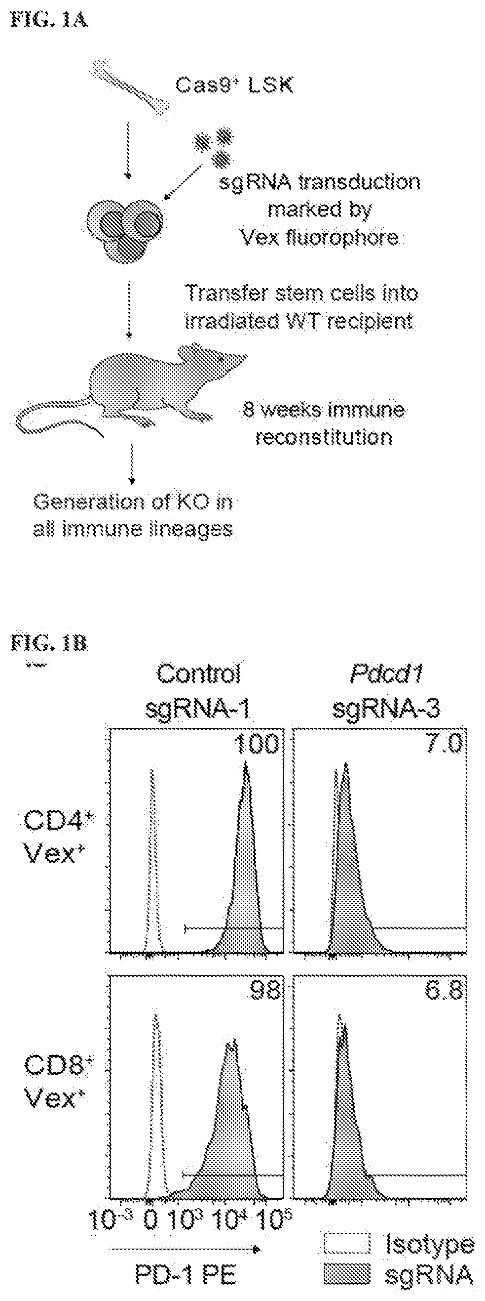 Modulating ptpn2 to increase immune responses and perturbing gene expression in hematopoietic stem cell lineages