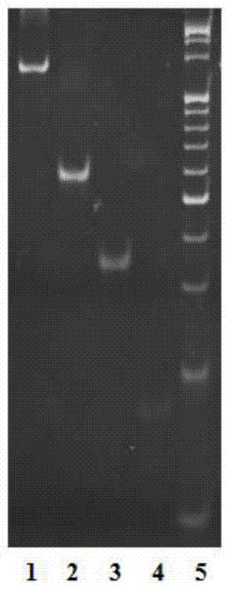 Single molecular detection method of let-7a in human lung cells