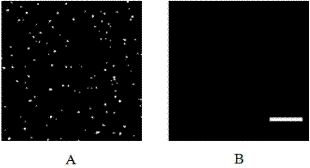 Single molecular detection method of let-7a in human lung cells