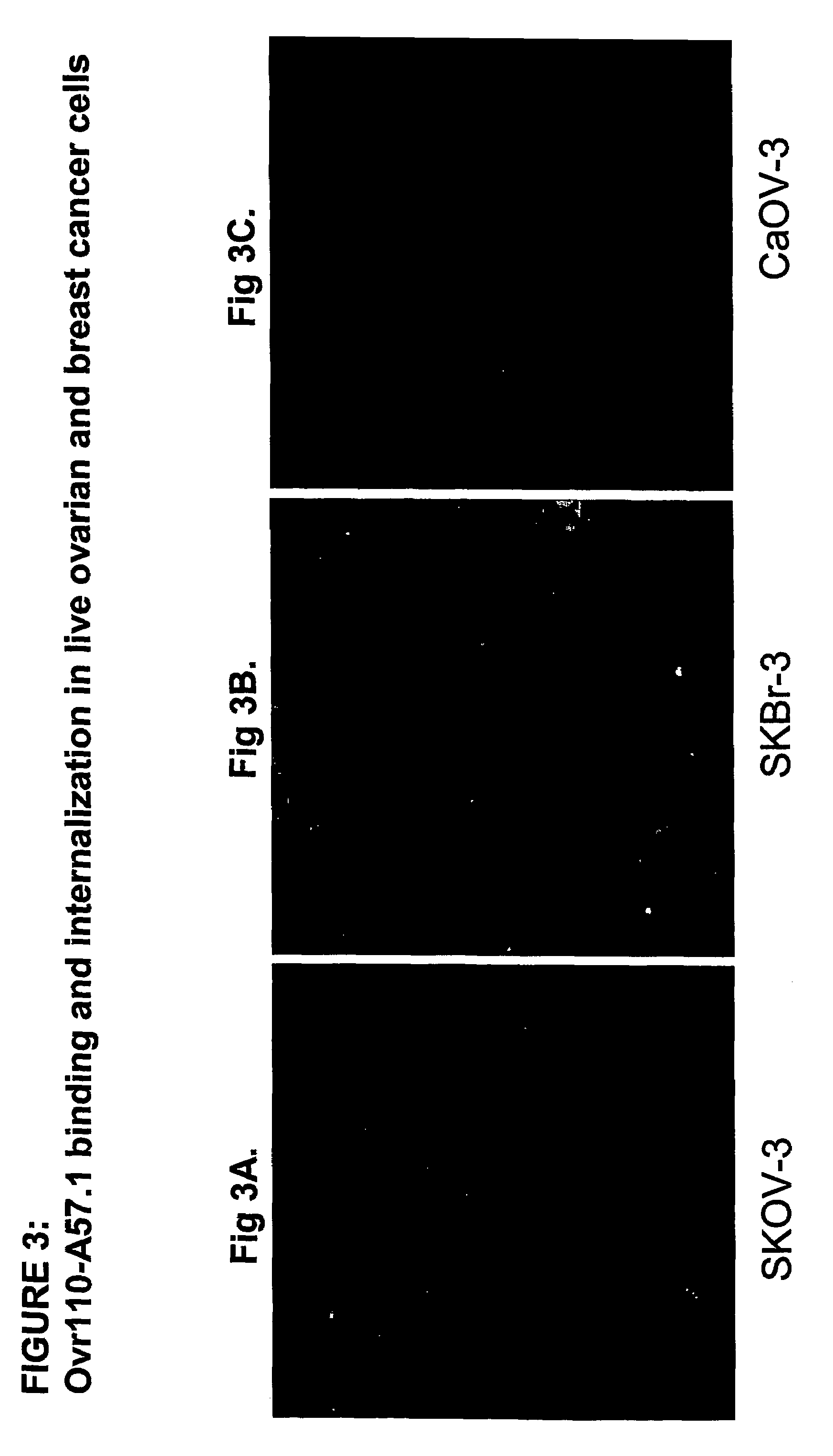 Ovr110 antibody compositions and methods of use