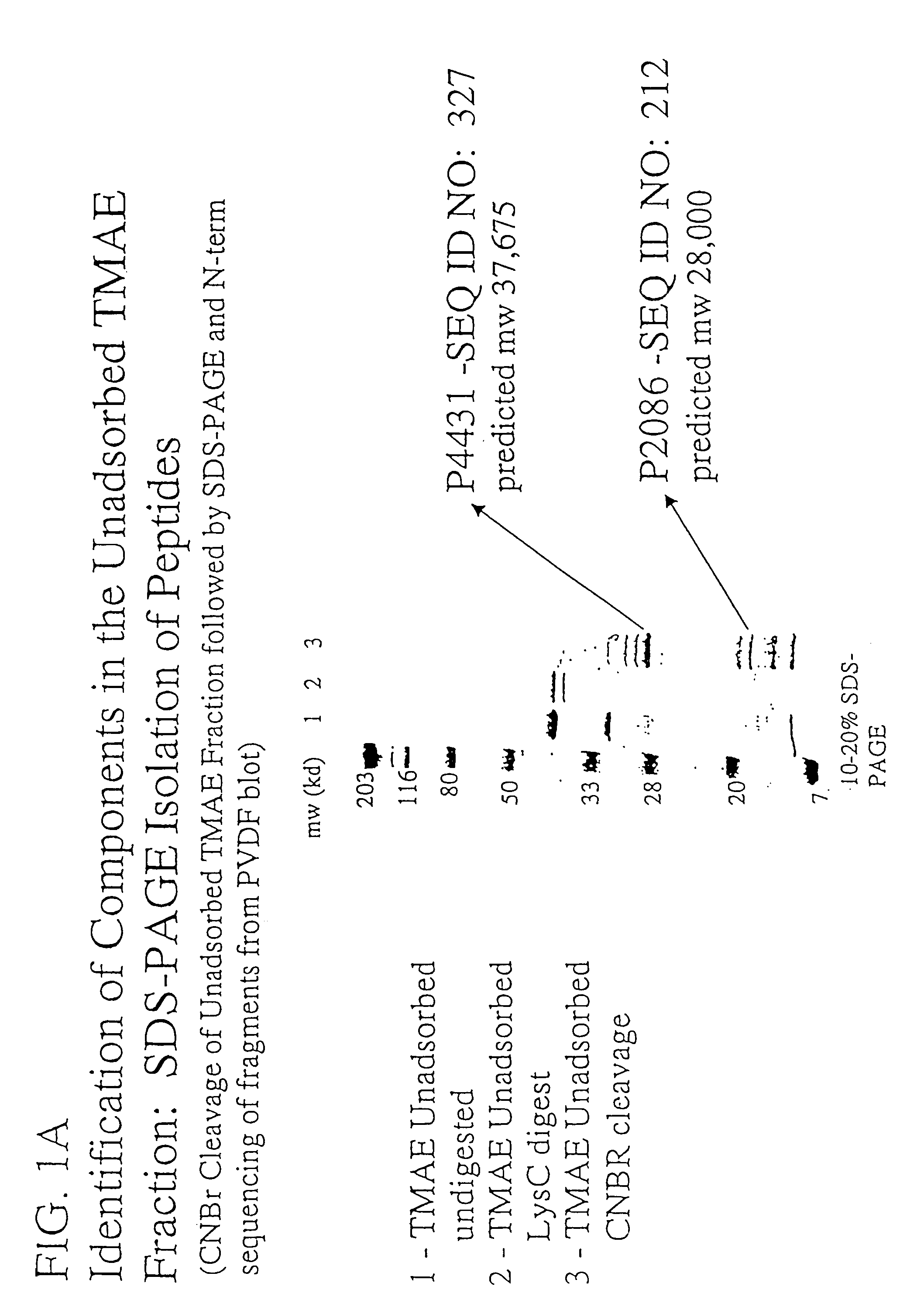 Immunogenic compositions for the prevention and treatment of meningococcal disease