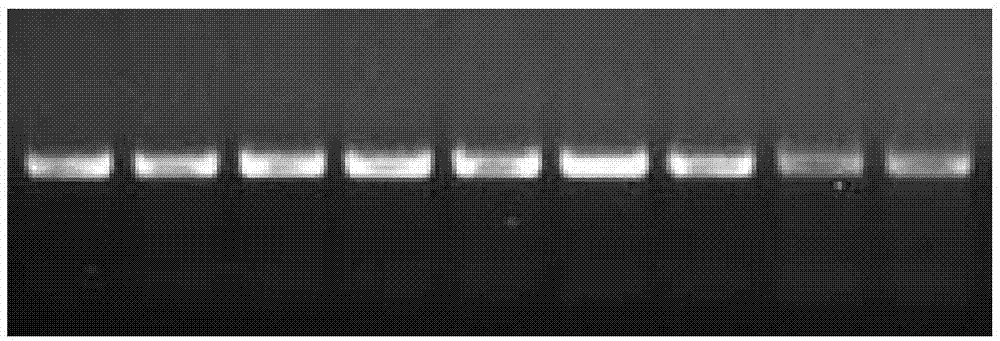 Method for rapidly extracting DNA (Desoxvribose Nucleic Acid) of plant genome with high flux