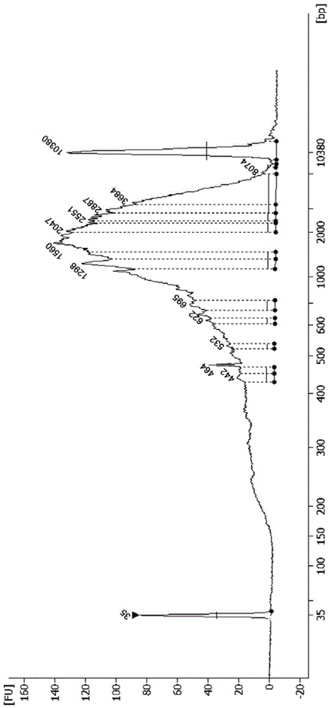 Transcriptome library and construction method thereof