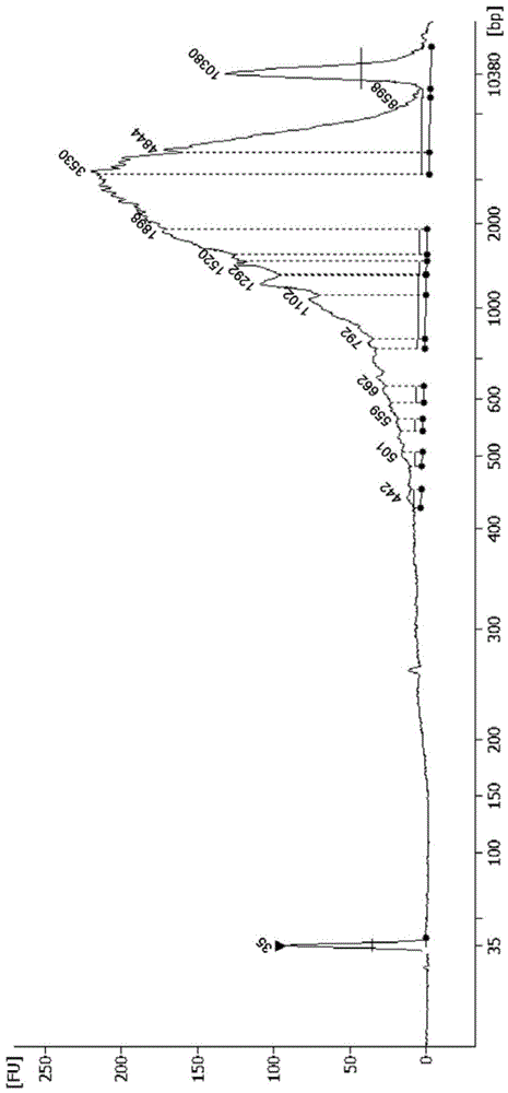 Transcriptome library and construction method thereof