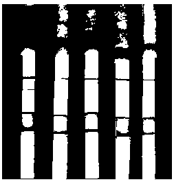 A gold standard nucleic acid test strip for rapid detection of aquatic diseases and its preparation method