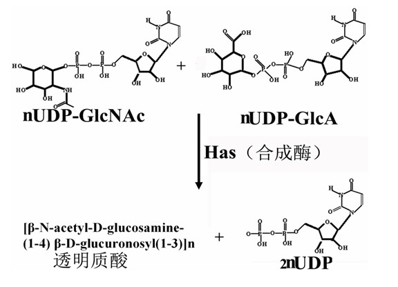 Recombinant expression vectors pQHK and pHK producing hyaluronic acid and construction method thereof