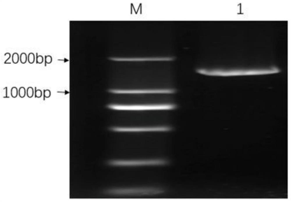 Liriodendron transcription factor LcbHLH02399 gene as well as expression protein and application thereof