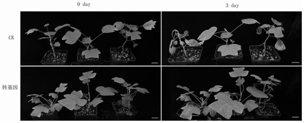 Liriodendron transcription factor LcbHLH02399 gene as well as expression protein and application thereof