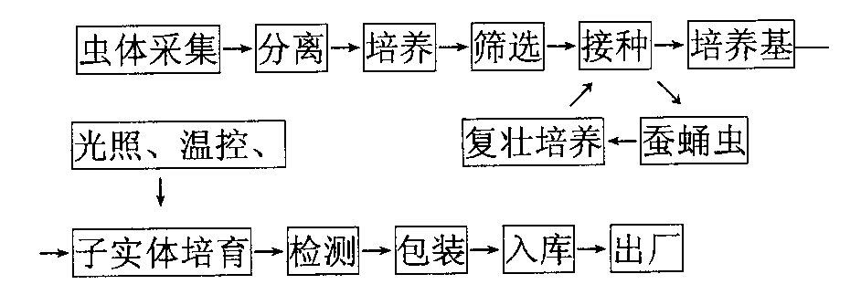 Artificial culture method of north cordyceps sporophores and its living product