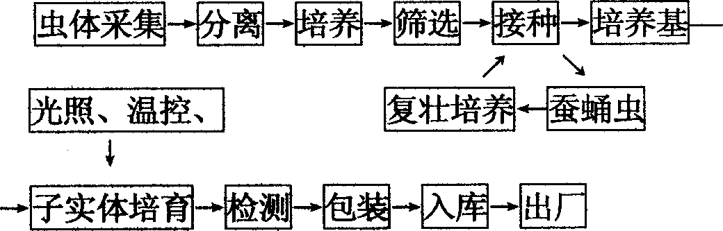 Artificial culture method of north cordyceps sporophores and its living product