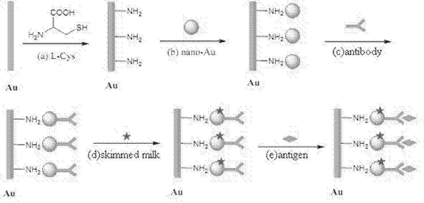 Immunosensor for detecting aspergillus parasiticus used for producing aflatoxin and preparing method thereof