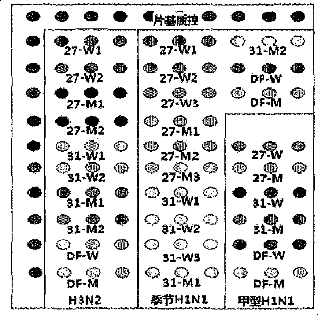 Preparation and application method for gene chip for detecting drug resistance of A type influenza virus epidemic virus strain