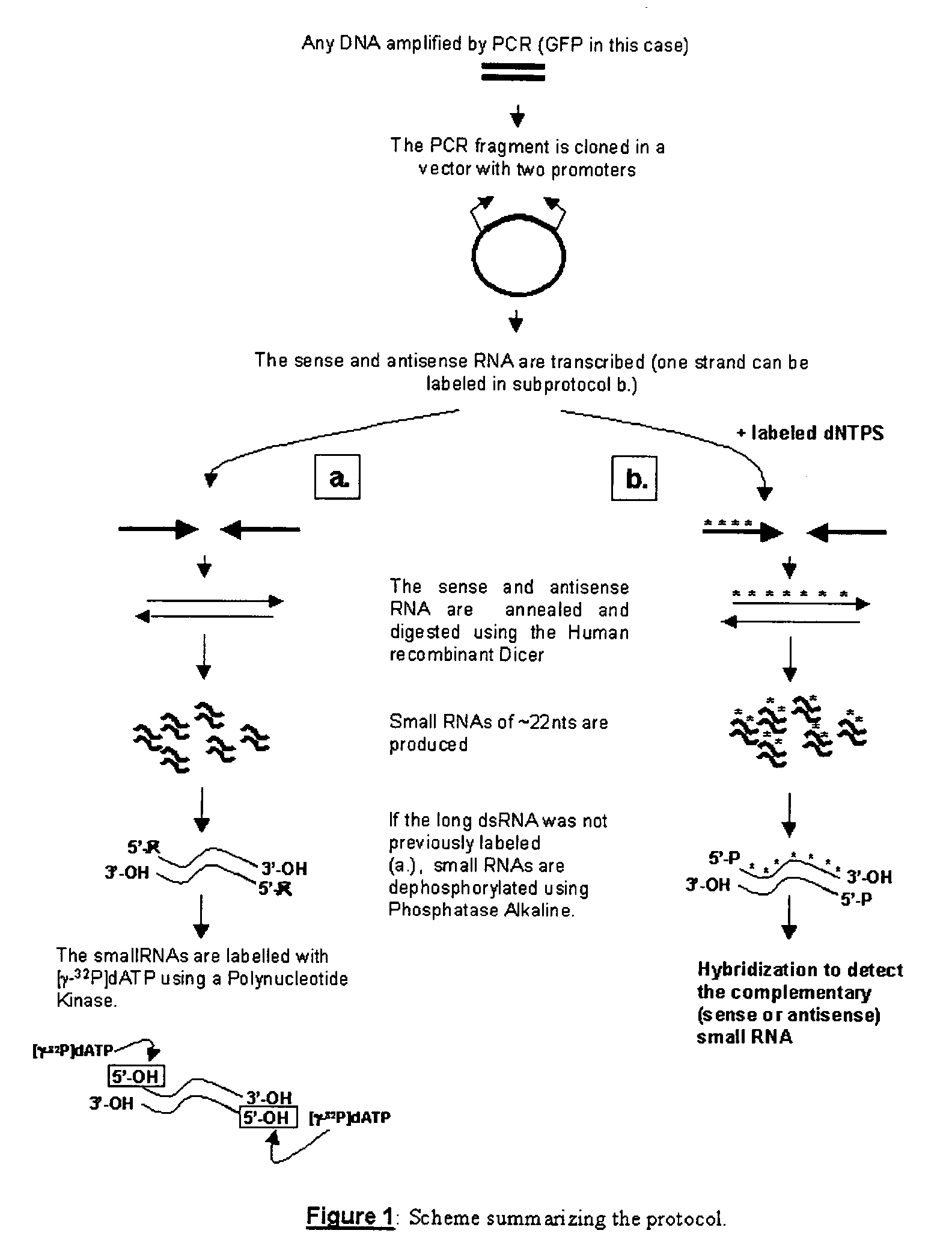 RNA probes