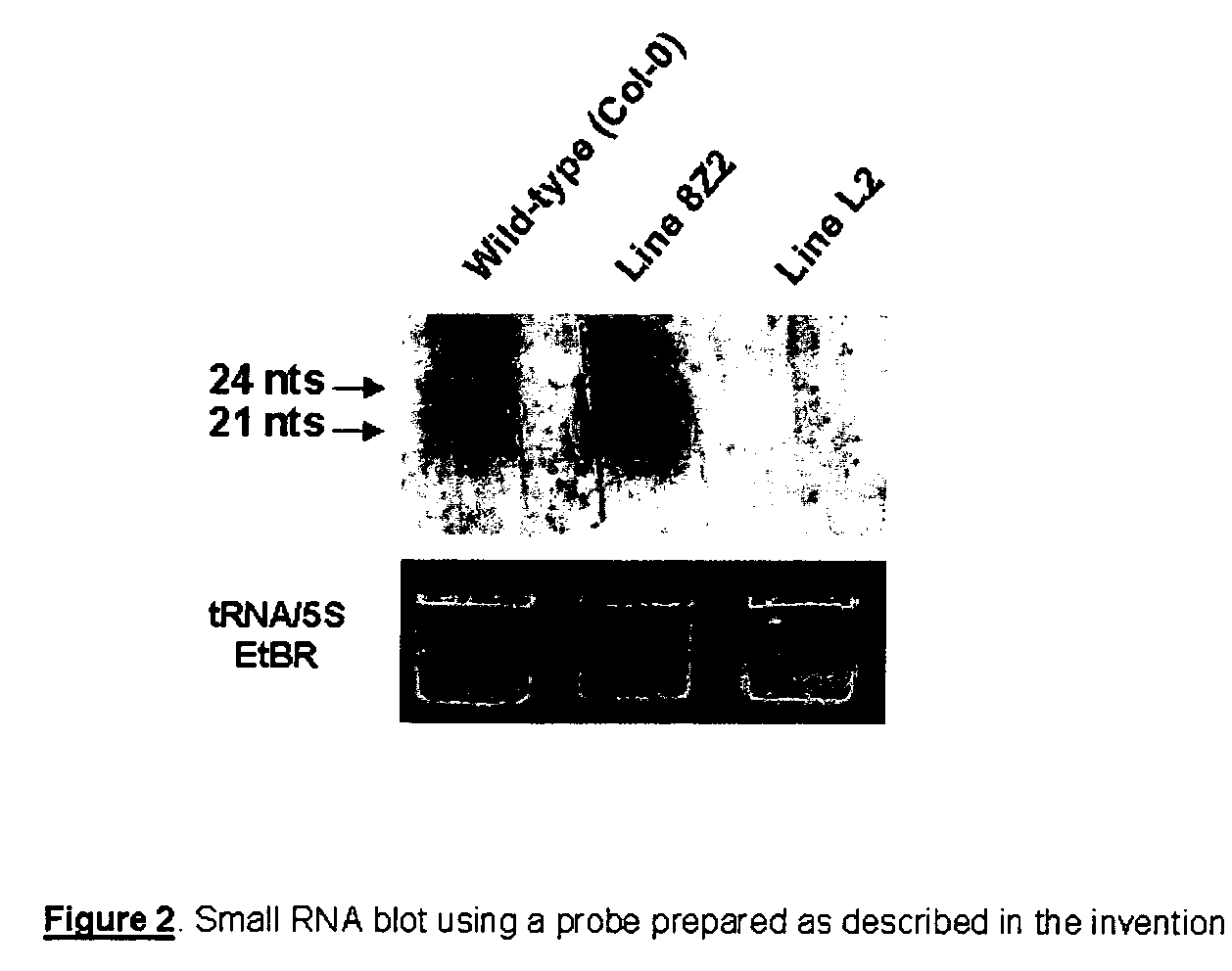 RNA probes