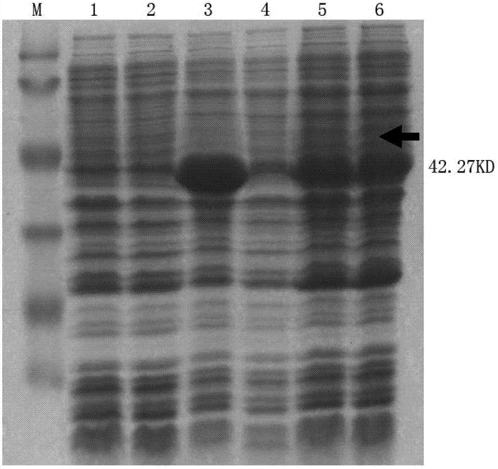 Amidase gene of Variovorax boronicumulans CGMCC 4969, and its application in biological degradation of acrylamide