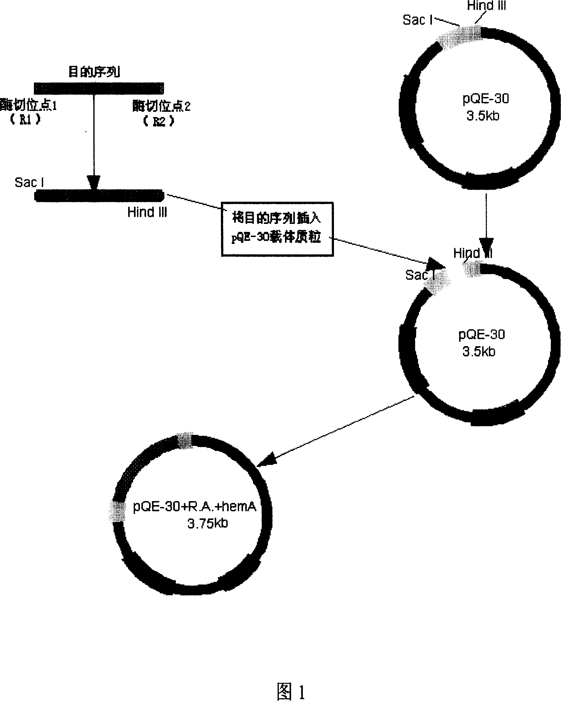 Engineering bacterium capable of producing 5-amino acetyl propionic acid in high yield