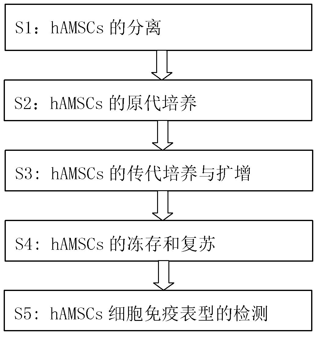 Method for culturing human amniotic mesenchymal stem cells by enzyme digestion and EGF (epidermal growth factor)