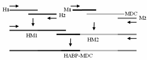 Liver targeting cell-penetrating antiviral fusion polypeptide as well as coding gene and application thereof