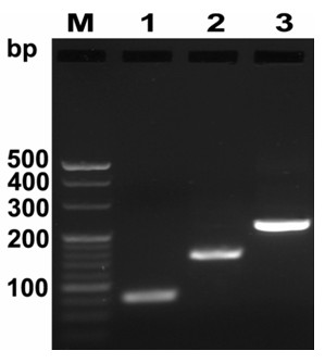 Liver targeting cell-penetrating antiviral fusion polypeptide as well as coding gene and application thereof