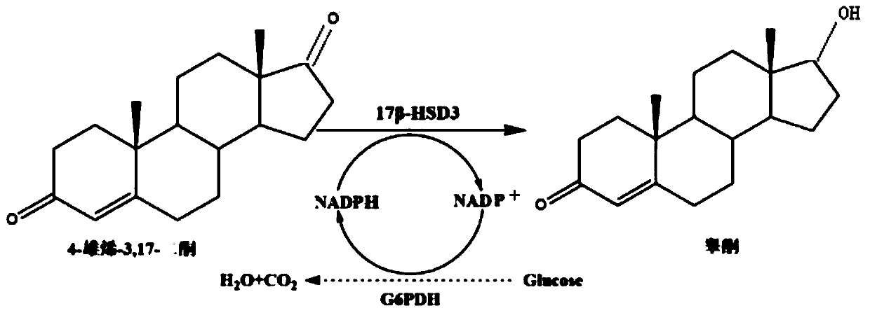 17 beta-hydroxysteroid hydroxylase 3 mutant enzyme, coding gene and engineering bacteria