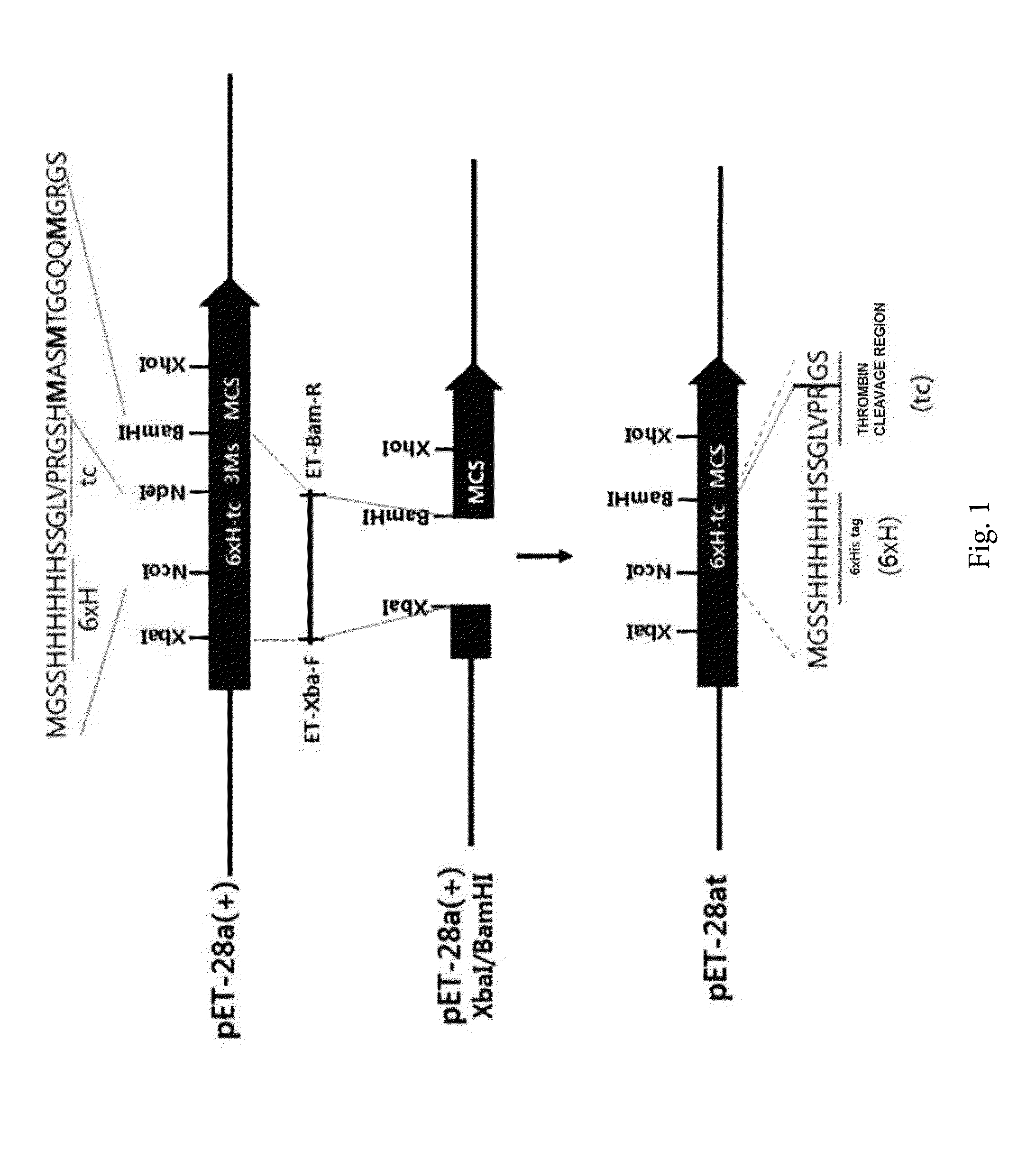 Methionyl trna synthetase for biosynthesis of photomethionine-labeled protein and method for preparing photoactive protein g variant using same