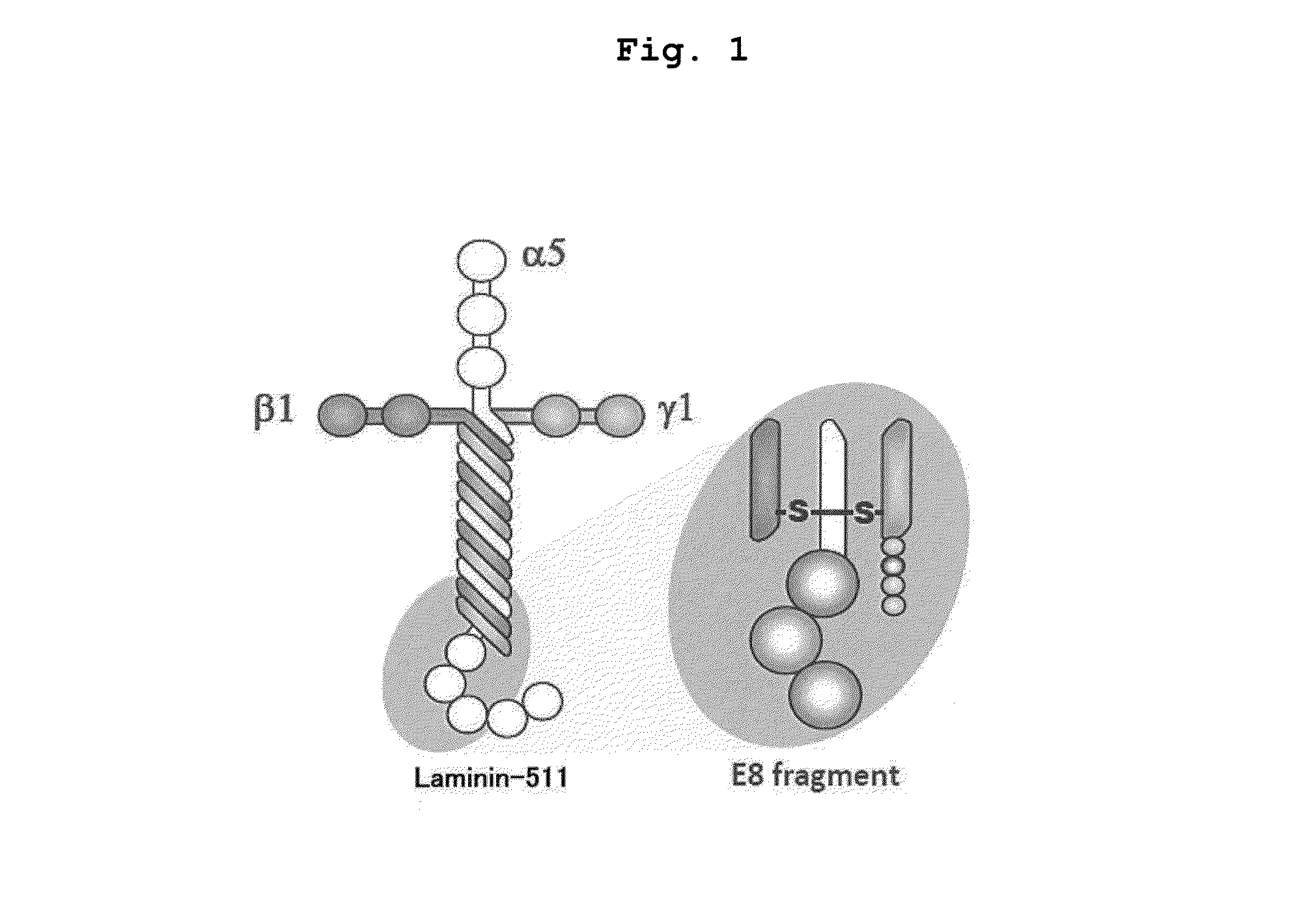 Method for purification of retinal pigment epithelial cells