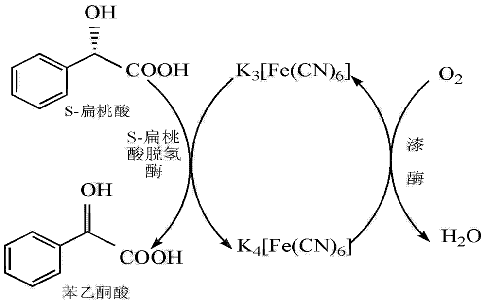 Method for preparing benzoyl formic acid and R-mandelic acid by coupling reaction of S- mandelic acid dehydrogenase and laccase