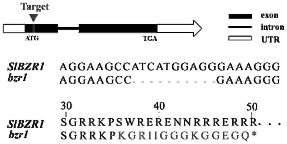 Application of BZR1 gene in regulation and control of insect attack stress resistance of plants