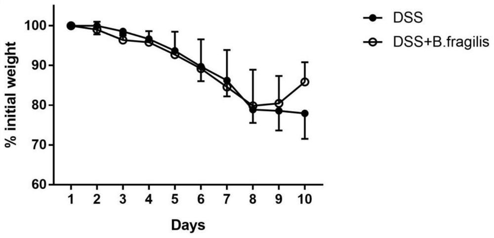 Application of bacteroides fragilis in preparation of medicine for treating inflammatory bowel diseases