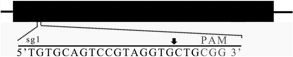 SgRNA targeting sequence of specific target pig MC4R gene and applications of sgRNA targeting sequence