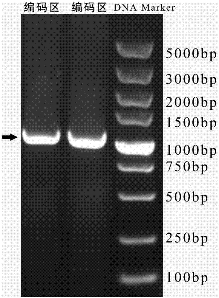 SgRNA targeting sequence of specific target pig MC4R gene and applications of sgRNA targeting sequence