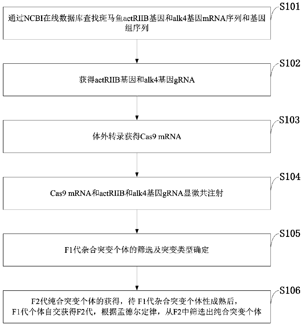 Method for increasing growth speed of zebra fish through gene knockout technology