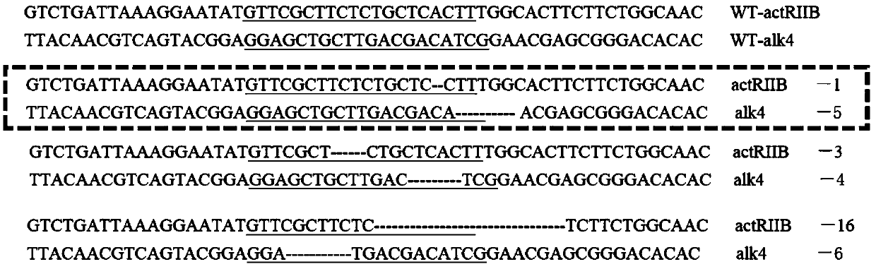 Method for increasing growth speed of zebra fish through gene knockout technology