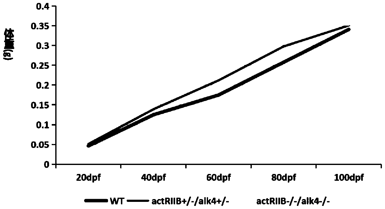 Method for increasing growth speed of zebra fish through gene knockout technology