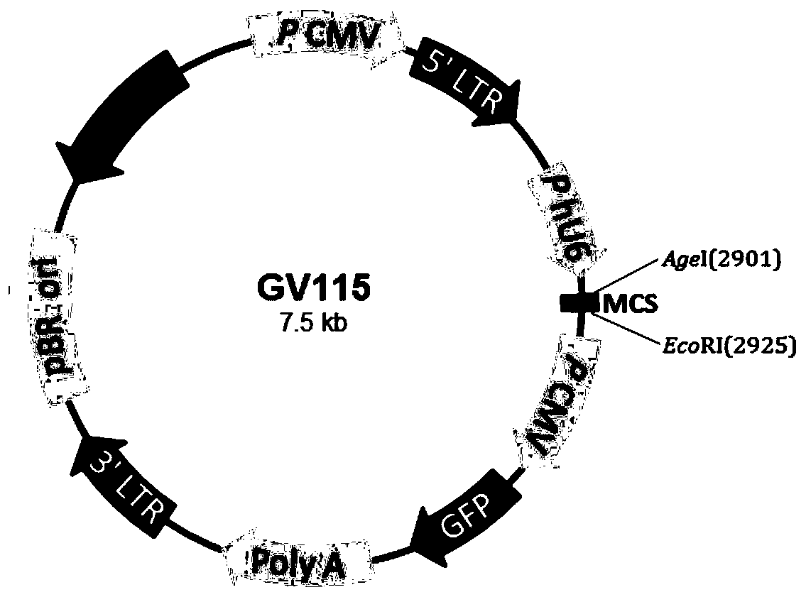 Application of inhibitor of gins2 gene or protein in preparation of antitumor drug