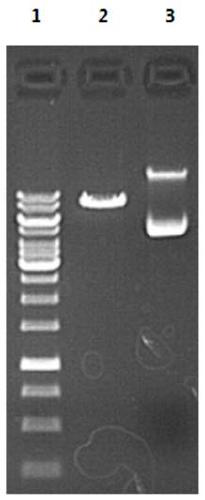 Application of inhibitor of gins2 gene or protein in preparation of antitumor drug