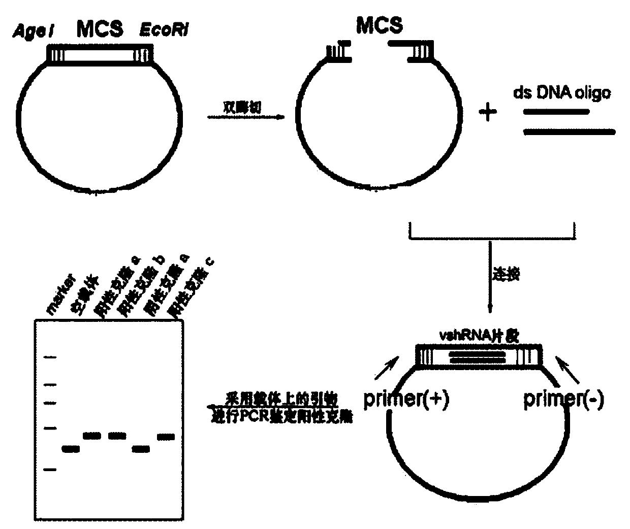 Application of inhibitor of gins2 gene or protein in preparation of antitumor drug