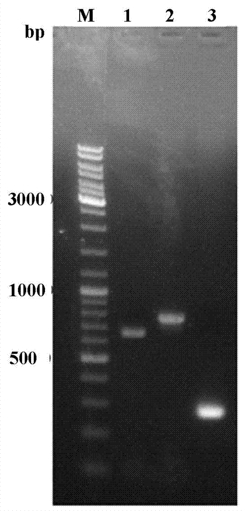 Method for targeted knockout of non-essential genes for Bombyx mori nuclear polyhedrosis virus replication