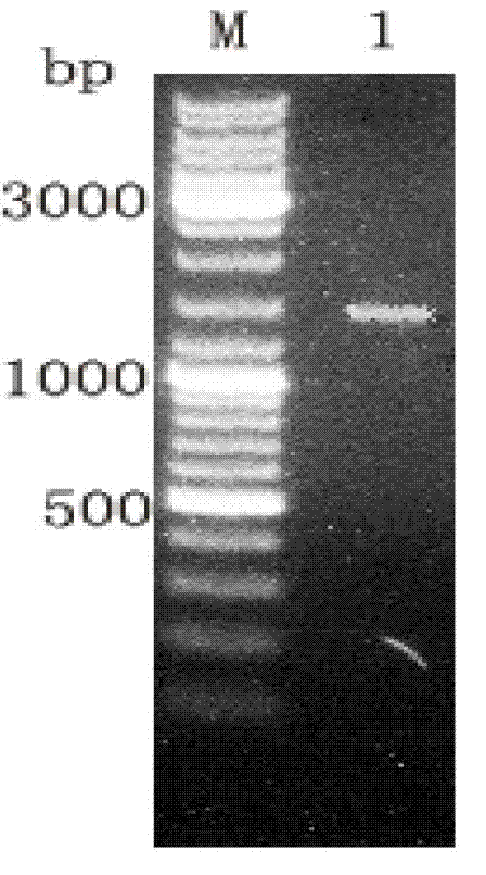 Method for targeted knockout of non-essential genes for Bombyx mori nuclear polyhedrosis virus replication