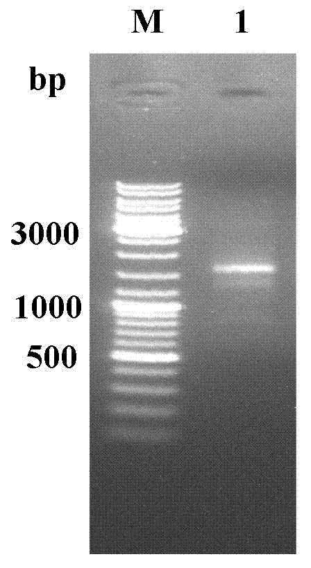 Method for targeted knockout of non-essential genes for Bombyx mori nuclear polyhedrosis virus replication