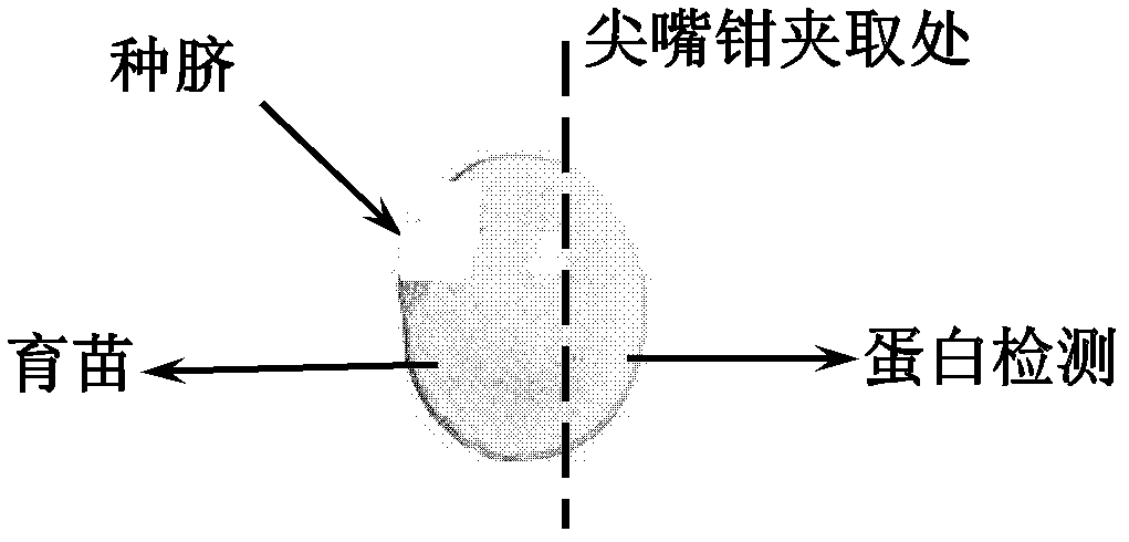 Detection method for soybean water-soluble proteins